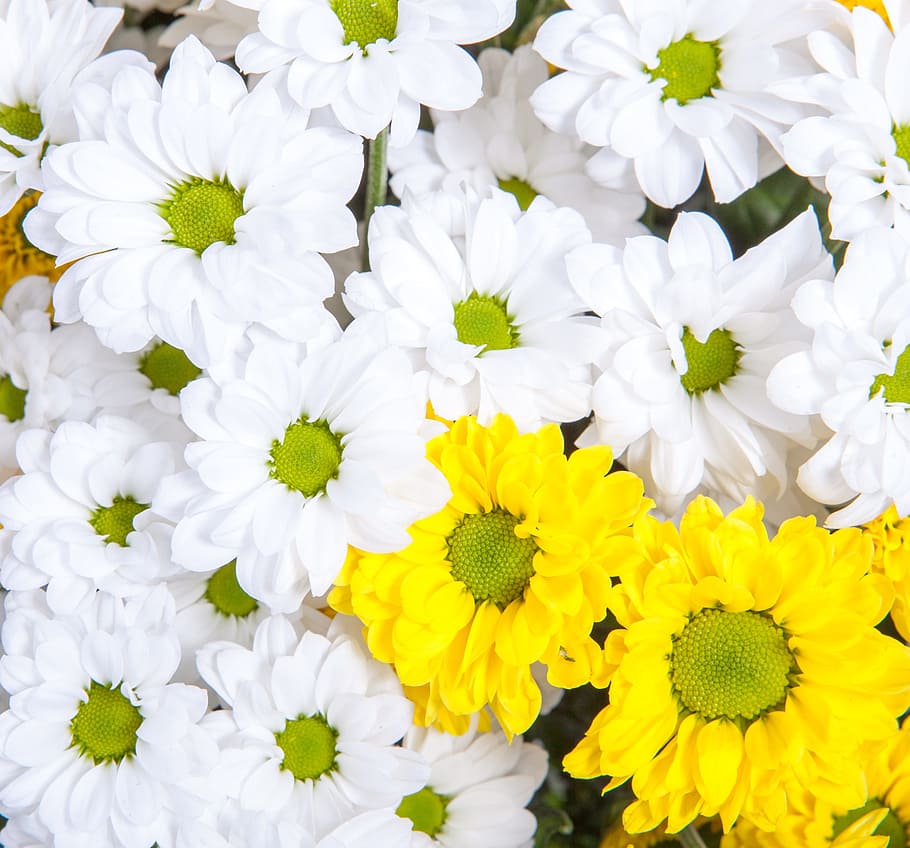 close-up photography, white, yellow, petaled flowers, blooming, chrysanthemum, bloom, blossom, botany, bouquet