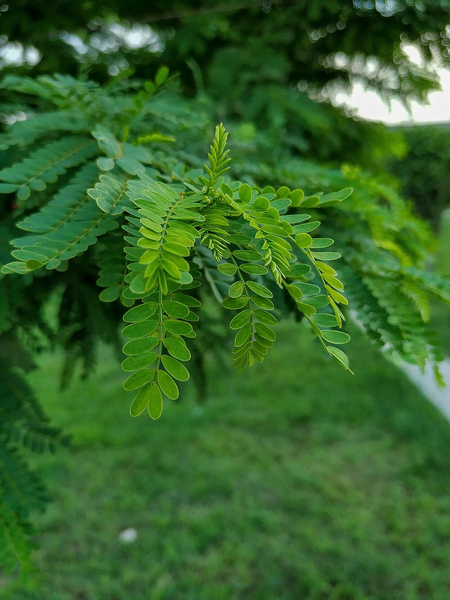 nature, green leaves, adobe photoshop, park, green color, plant, growth, plant part, leaf, beauty in nature