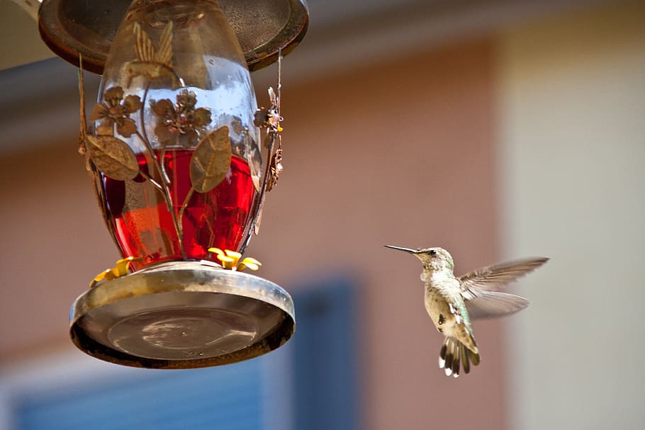 marrón, colibrí, volando, hacia, rojo, líquido, frasco de vidrio, colibrí alimentándose, chula vista, ca