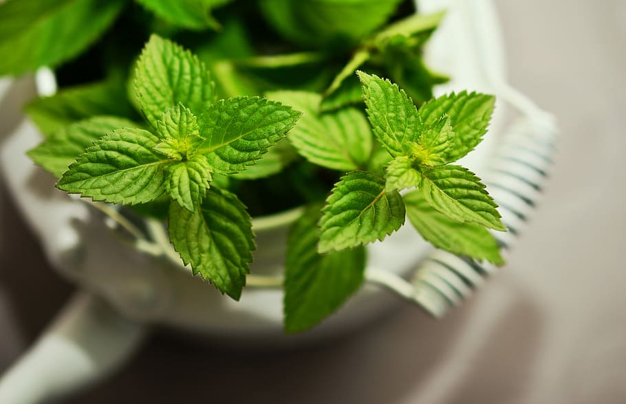 closeup, photography, green, leaf plant, Peppermint, Medicinal Plant, medicinal herbs, mint, tea herbs, fragrant herb