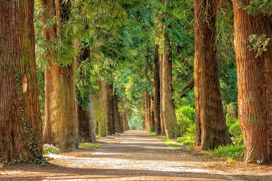 brown, wooden, framed, green, leaf plant, pathway, leaf trees, road, tall, trees