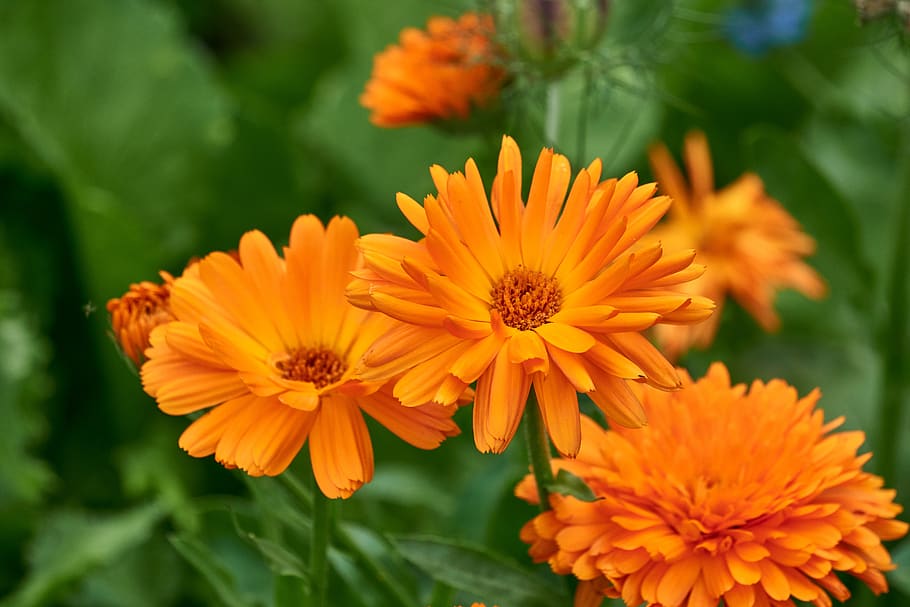 flower, flourished, orange, bloom, autumn, nature, close up, macro, colorful, marigold