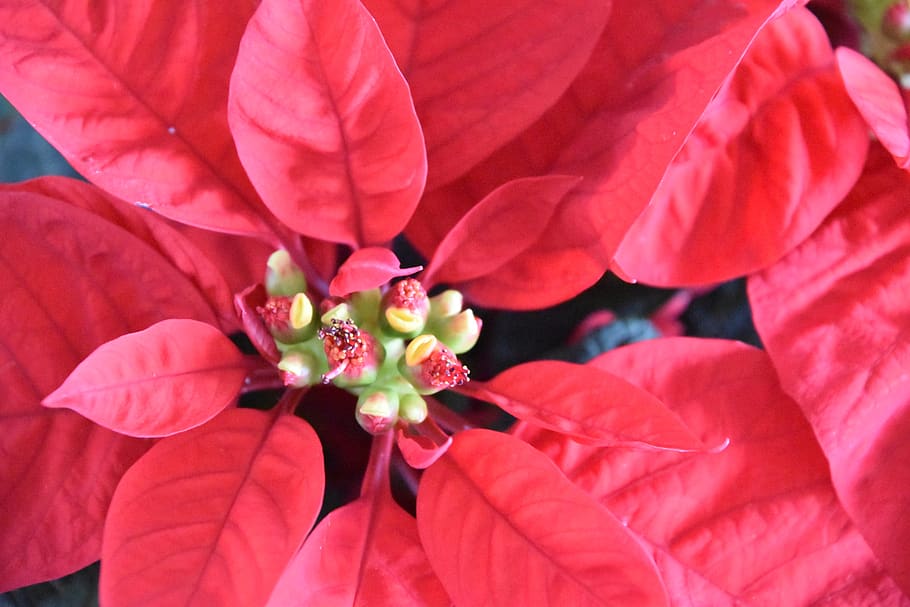 christmas, poinsettia, pink, star, red, nature, atmosphere, flowering plant, flower, plant