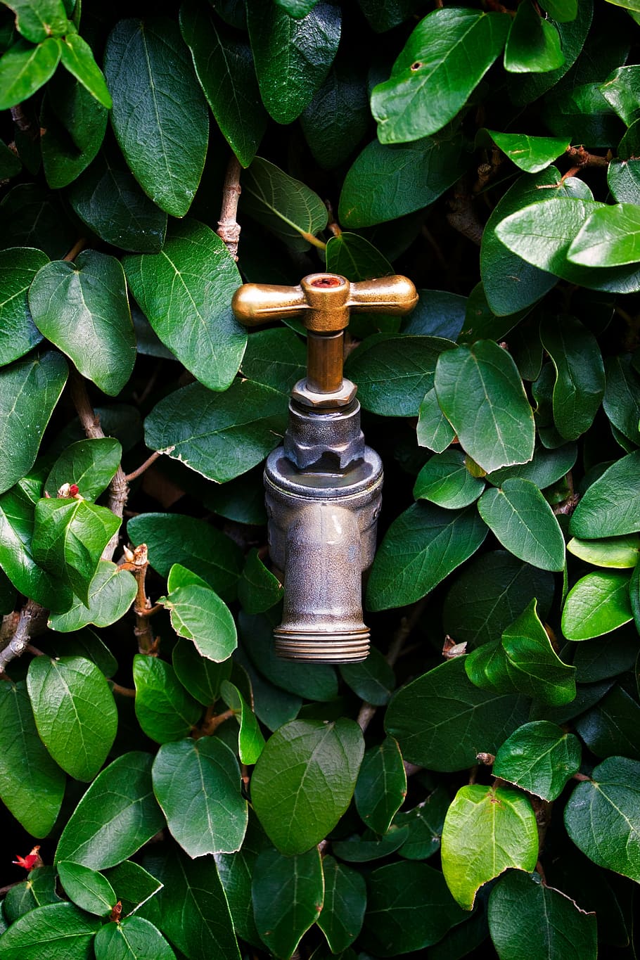 tap, faucet, leaves, water, plumbing, drink, liquid, pipe, silver, environment