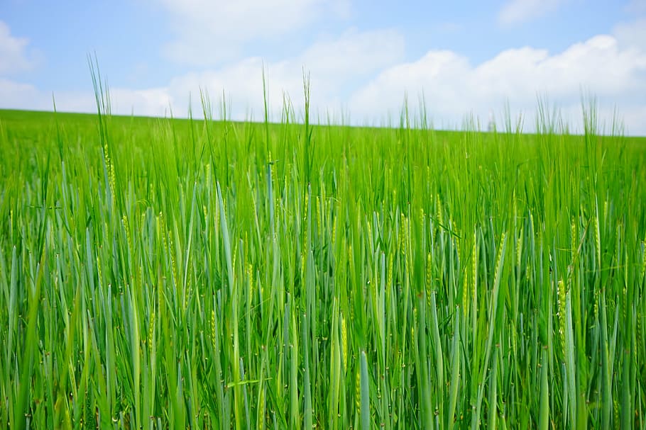 campo de trigo, trigo, semente, sementeira, atira, jovem, Frisch, verde, espiga de trigo, milharal