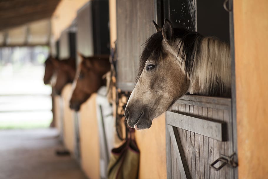 herd of horses, horse, barn, the horses are, stallion, animal, cute, mammal, thoroughbred horse, nature