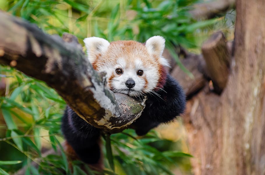 Panda vermelho, panda vermelho na árvore, temas animais, animal, mamífero, animais selvagens, árvore, planta, vertebrado, foco em primeiro plano