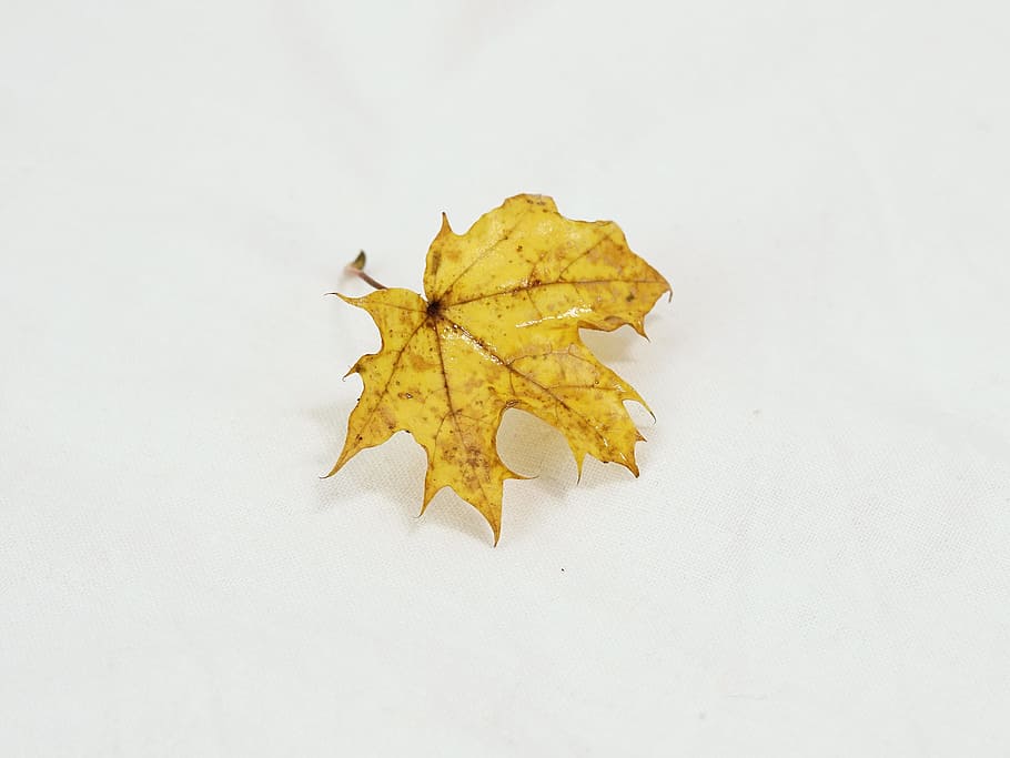 leaf, autumn, leaves, nature, discoloration, change, yellow, white background, maple leaf, studio shot