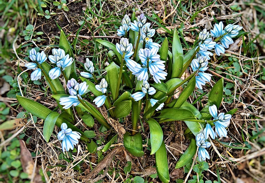 flores de jacinto blanco y azul, floración, flores, jacinto, jacintos de campana, flores de primavera, pequeñas flores en forma de campana, azul claro, rara vez, planta