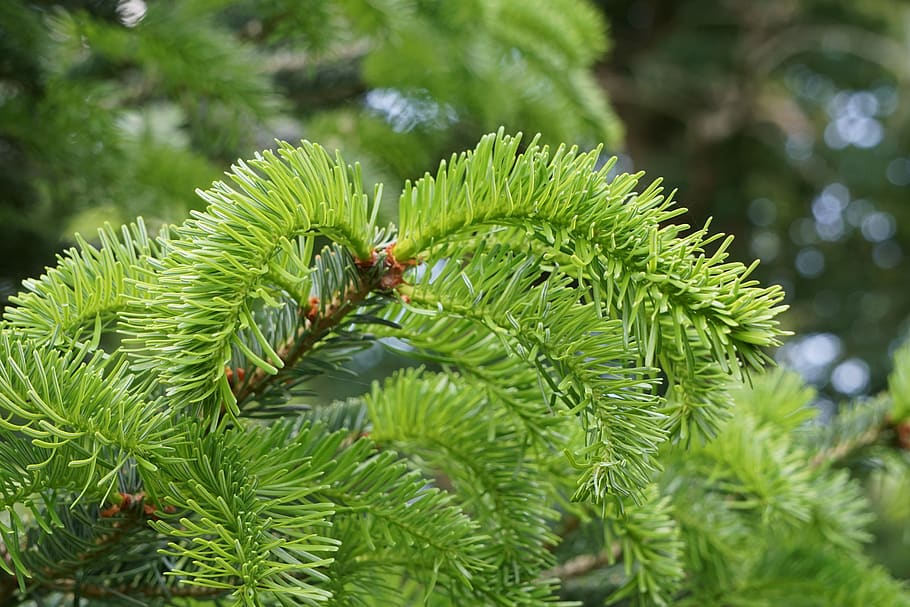 fir tree, branch, green, tannenzweig, pine needles, needles, forest, evergreen, nature, tree