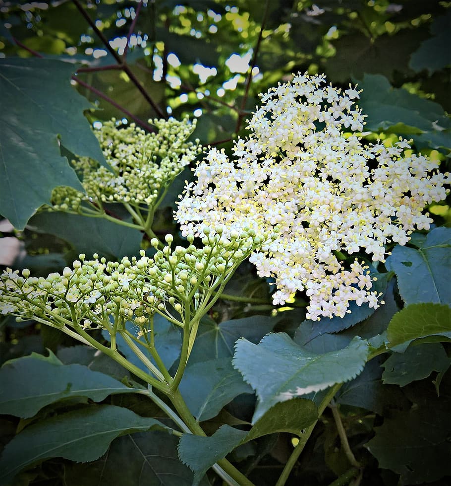 Plant, Elder, White, White Elderberry, Flowers, elder, white elderberry flowers, flower umbel, small flower buds, many flowers, bush