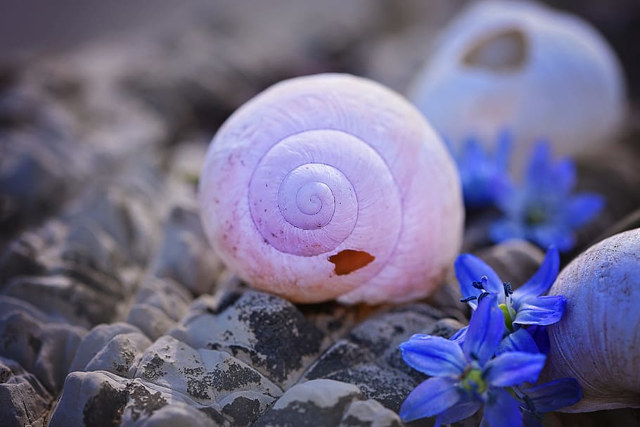 selective, focus, pink, snail, purple, flowers, shell, empty, empty snail shell, broken