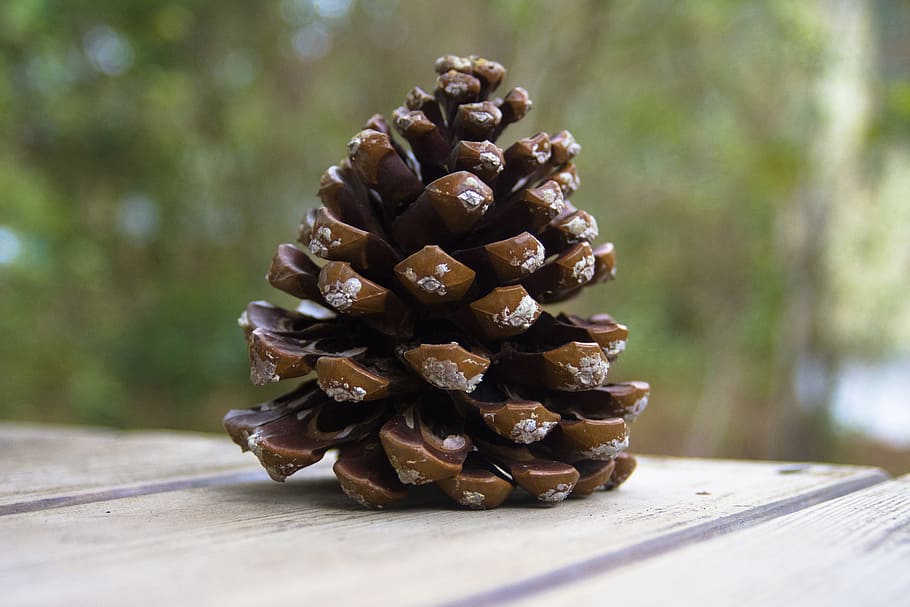 pine cones, pine, tap, nature, decoration, tree, pinus, brown, mediterranean, conifer
