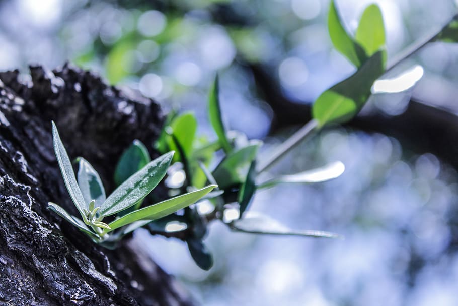olivo, olive tree, green, nature, italy, plant, leaf, plant part, growth, close-up