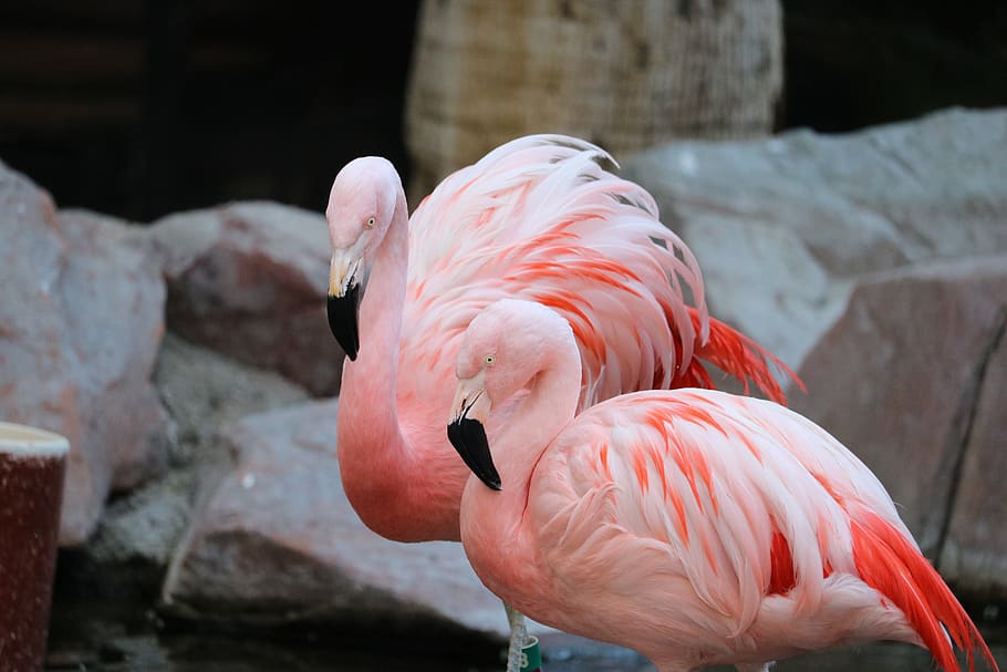 flamingo, pink flamingo, colorful, wildlife, exotic, plumage, red, color, heart, love