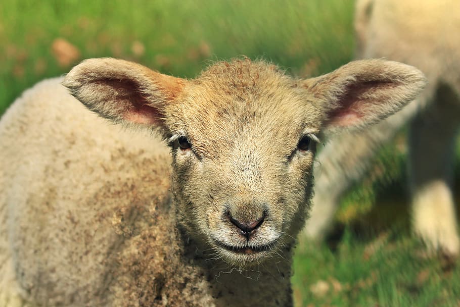 cordero, oveja, animal, lindo, mundo animal, pascua, lana, piel, naturaleza, dulce