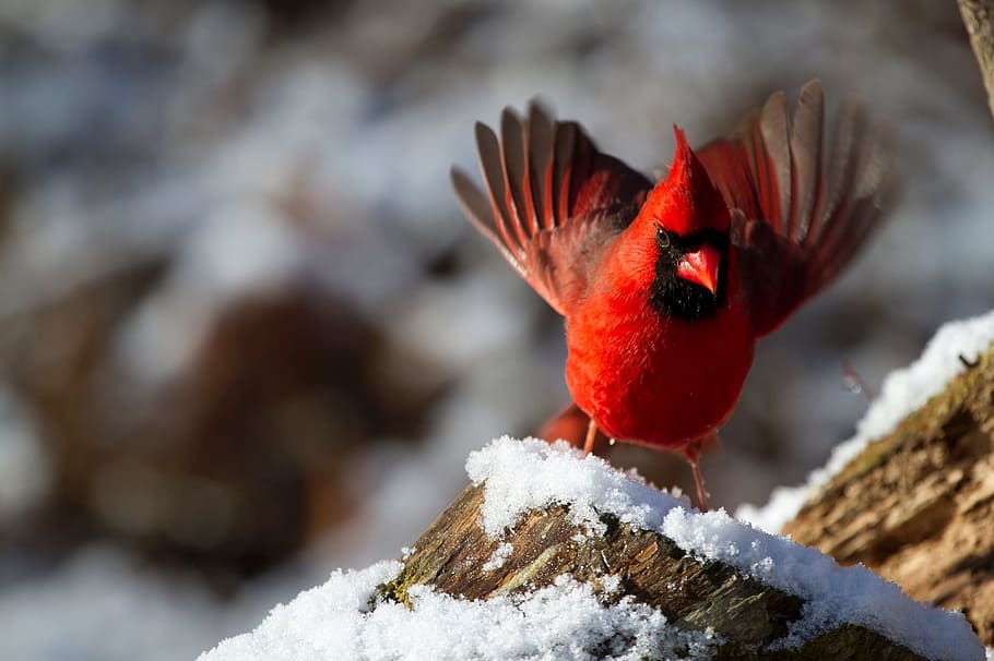 red, cardinal, bird, tree, daytime, northern cardinal, male, winter, snow, wildlife