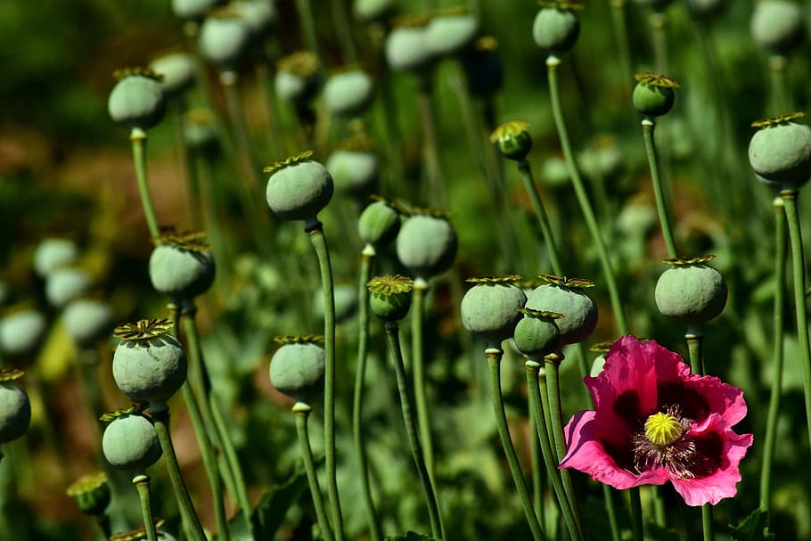 Poppy, Field, Poppies, Capsules, field of poppies, poppy capsules, pink, pink poppy, poppy flower, agriculture
