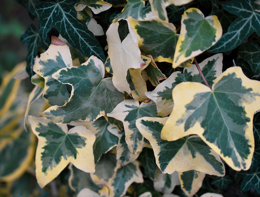 ivy, garden, green, yellow, of course, climber plant, leaf, leaves, close up, ivy leaf