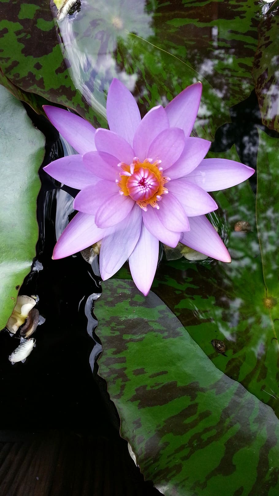 Lirios de agua, Lotus, Plantas, loto, flor, pétalo, fragilidad, naturaleza, belleza en la naturaleza, flotando en el agua