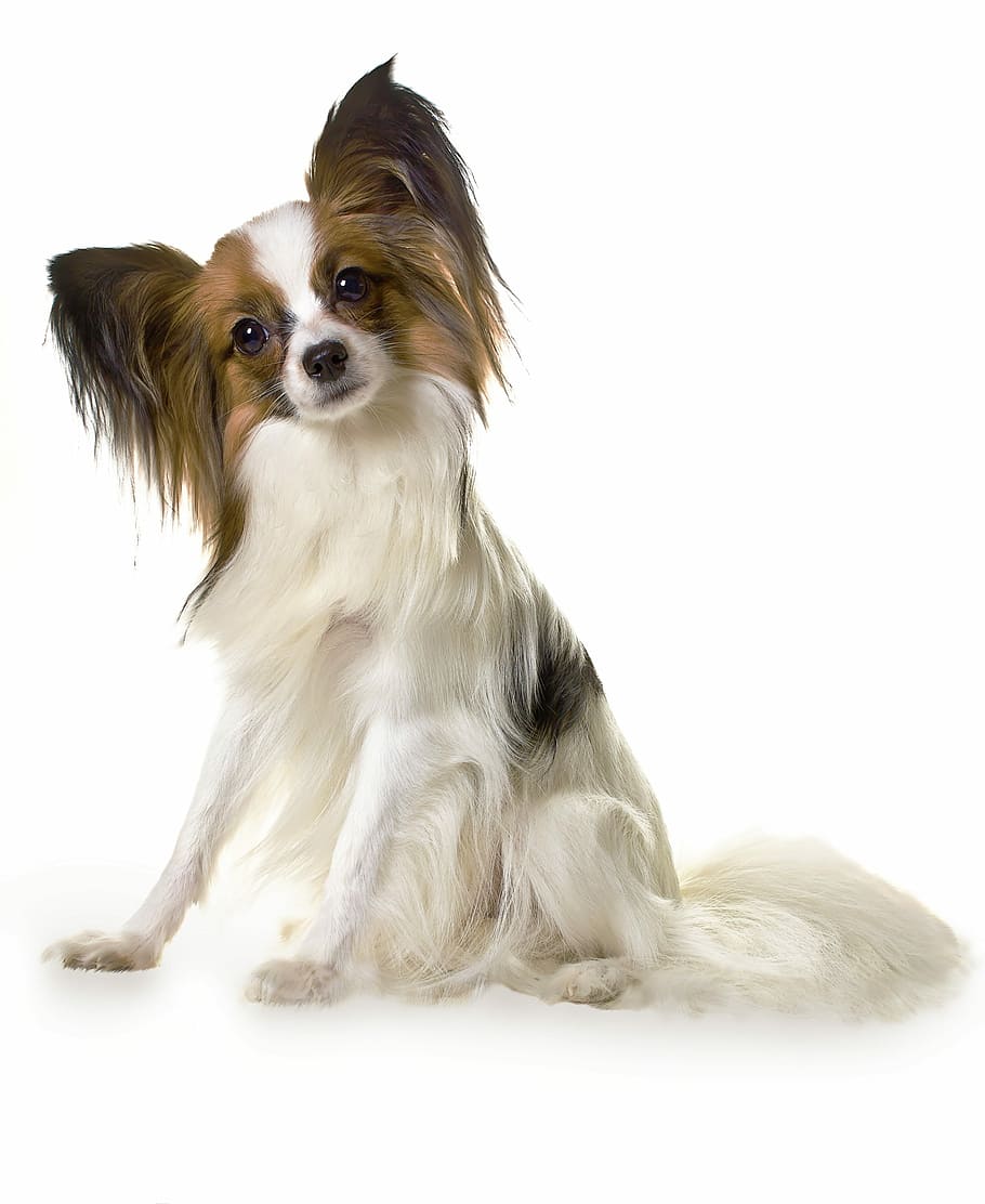 pequeno, adulto, branco, marrom, cão de casaco longo, bronzeado, Papillon, cão, animal, animais de estimação