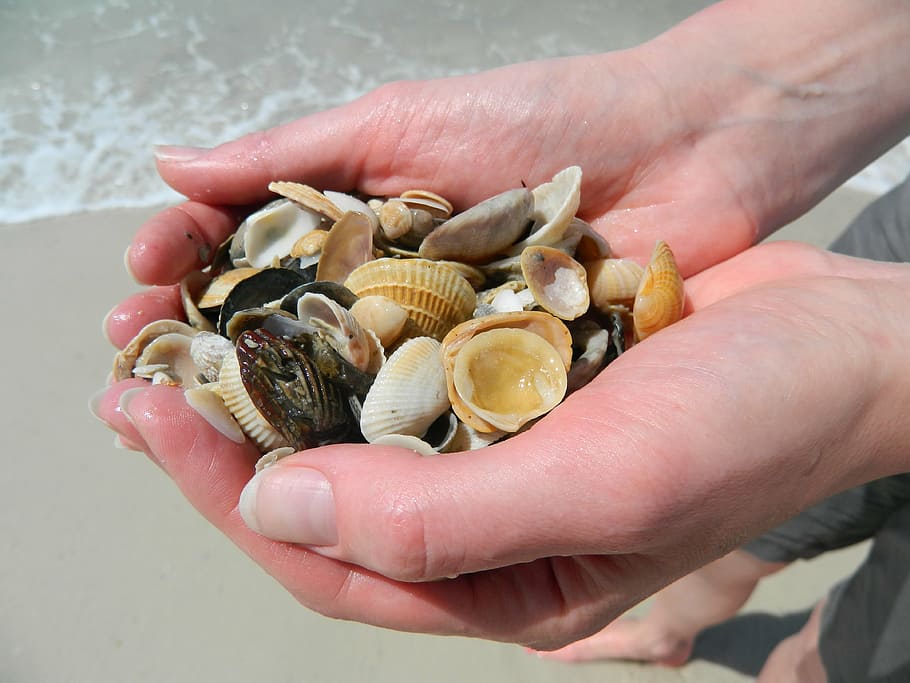 conchas do mar, mãos, praia, verão, mar, oceano, natureza, lembrança, férias, parte do corpo humano