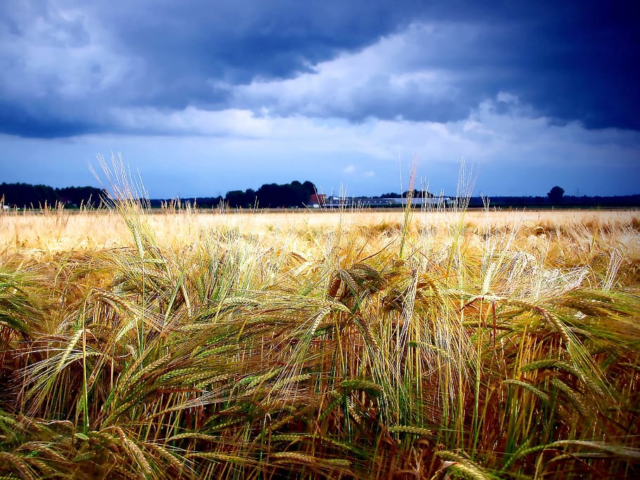 Grain, Hurricane, Threat, Thunder Cloud, zomerbui, august, arable land, barley, wheat, rye