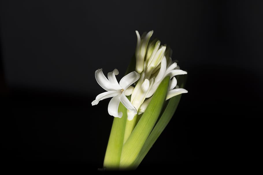 hyacinth, jacinto, white, white hyacinth, flower, flowering, nature, flowers, spring, delicate flower
