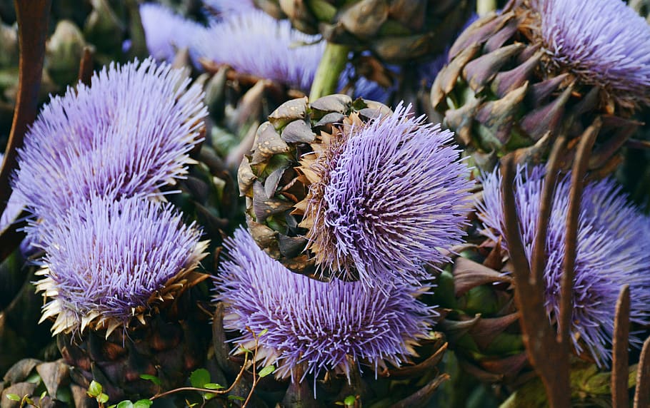 purple, petaled flower, artichokes, artichoke flower, artichoke plant, exotic, decoration, de head lance, flower, flowering plant