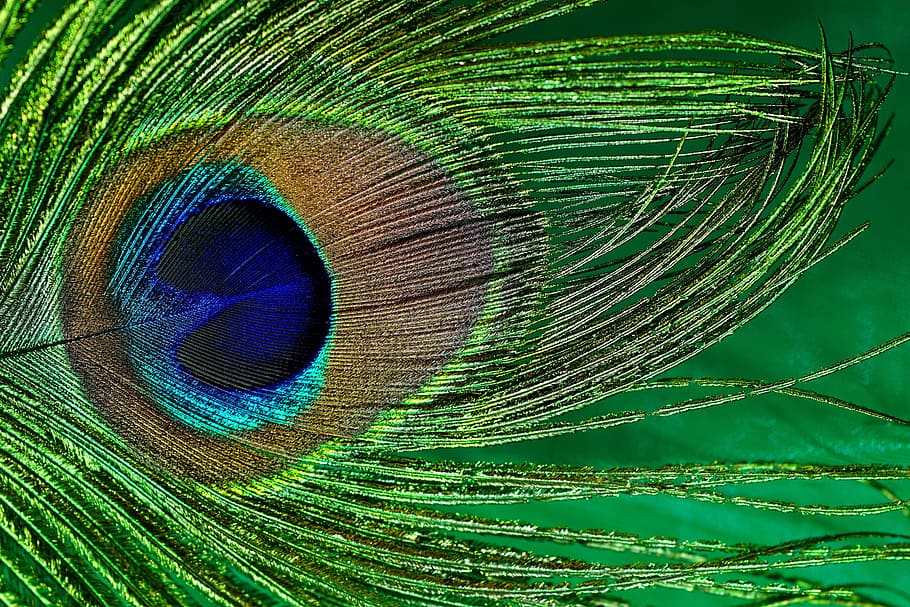 brown, blue, green, peacock feather, macro, peacock, bird, close, color, still life
