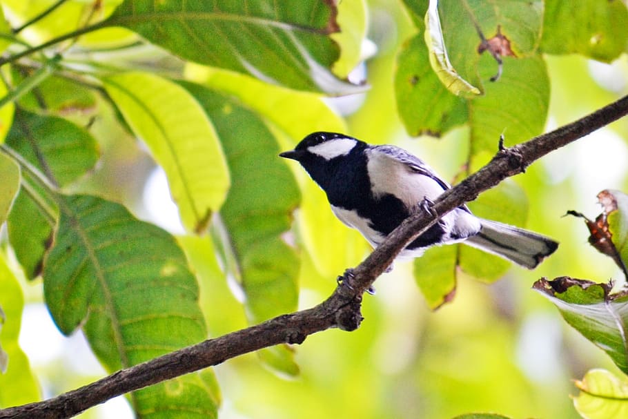 tit besar, burung kecil, burung aktif, burung energik, terbang, burung, margasatwa, Sri Lanka, Mawanella, Ceylon