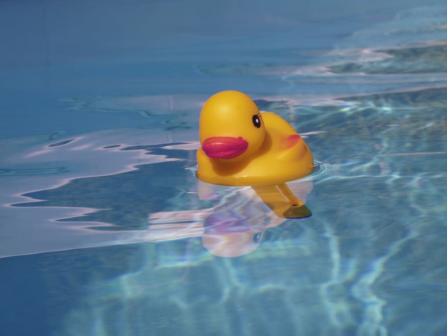 kuning, bebek floater, tubuh, air, quietschentchen, kolam, musim panas, berenang, liburan, bebek mandi