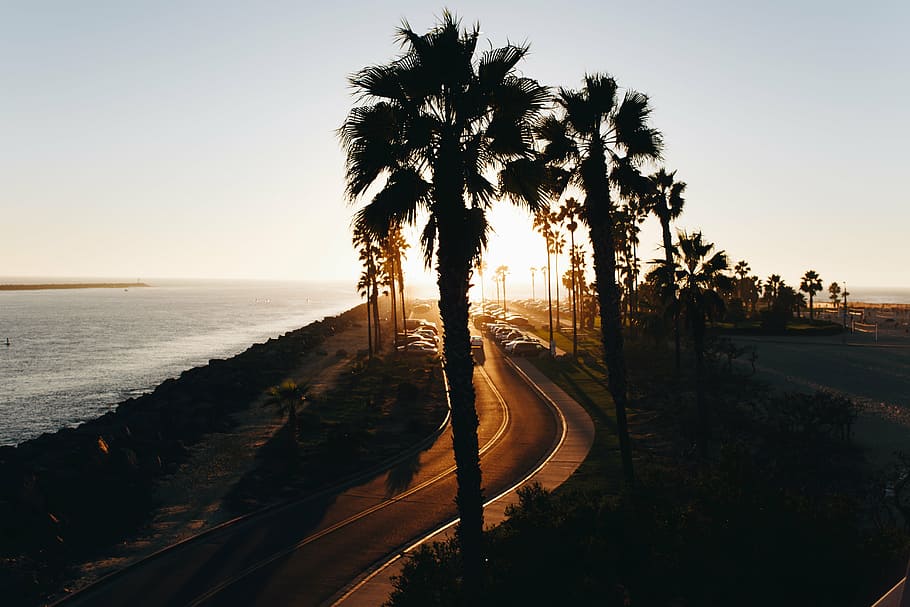 silhueta, palmeiras, estrada, ao lado, mar, rua, carro, viagem, árvores, oceano