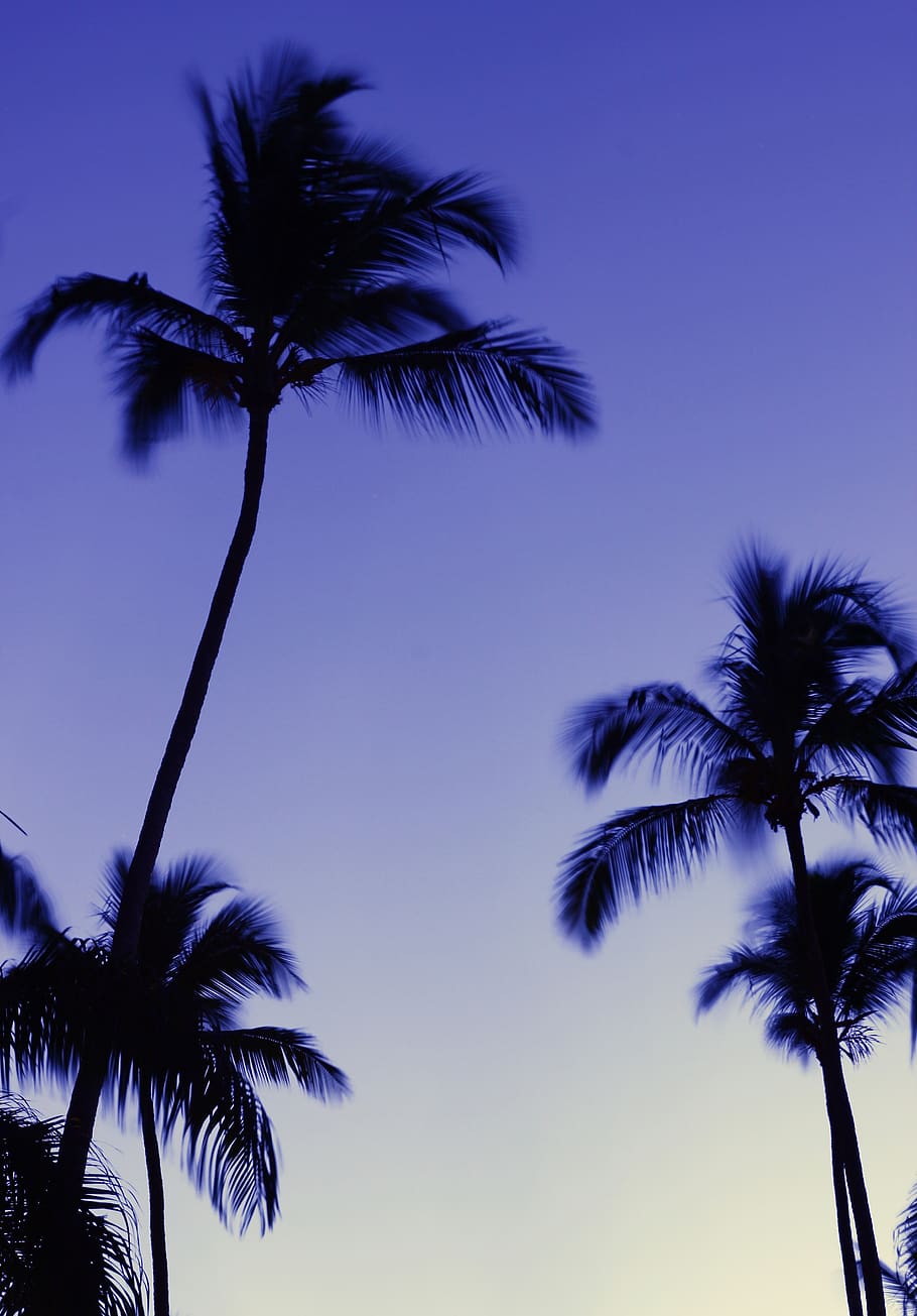 palm trees, evening, palm tree, tropical climate, sky, tree, plant, low angle view, silhouette, growth