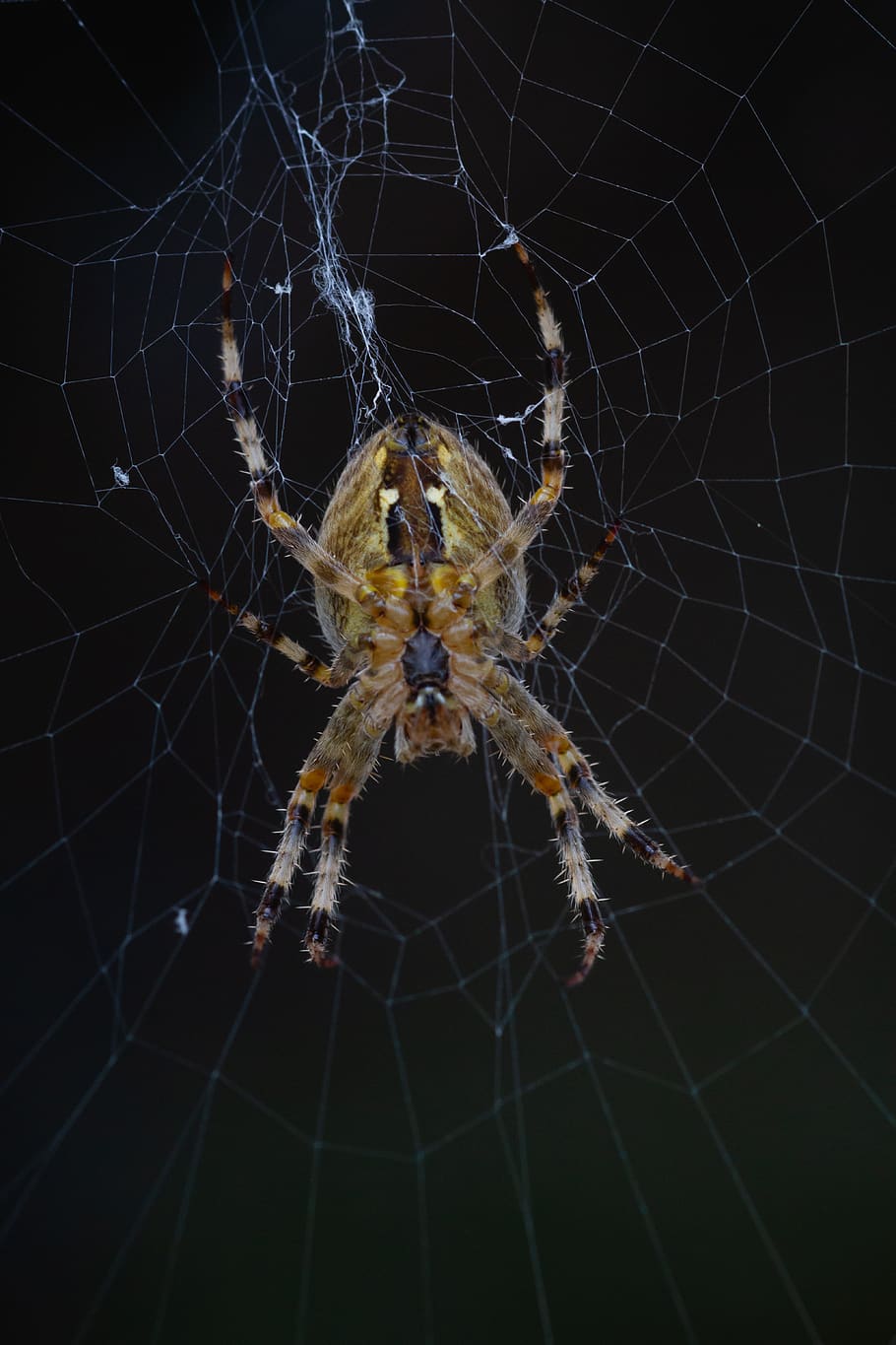 araignée, toile, invertébré, animaux, phobie, spider web, arachnid, animal themes, spider, animals in the wild
