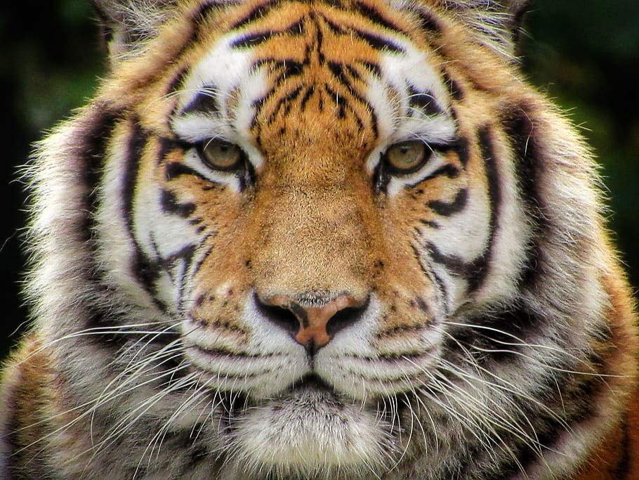 harimau, Siberia, predator, berbahaya, kucing, karnivora, hewan, kebun binatang, kumis, mata