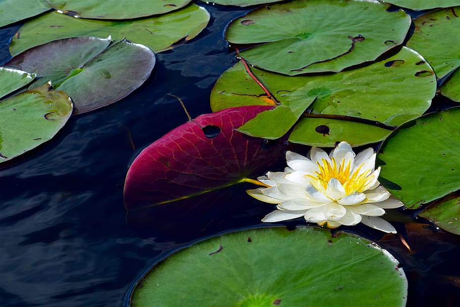 water lily, white, water, nature, pond, plant, lotus, floral, green, flower