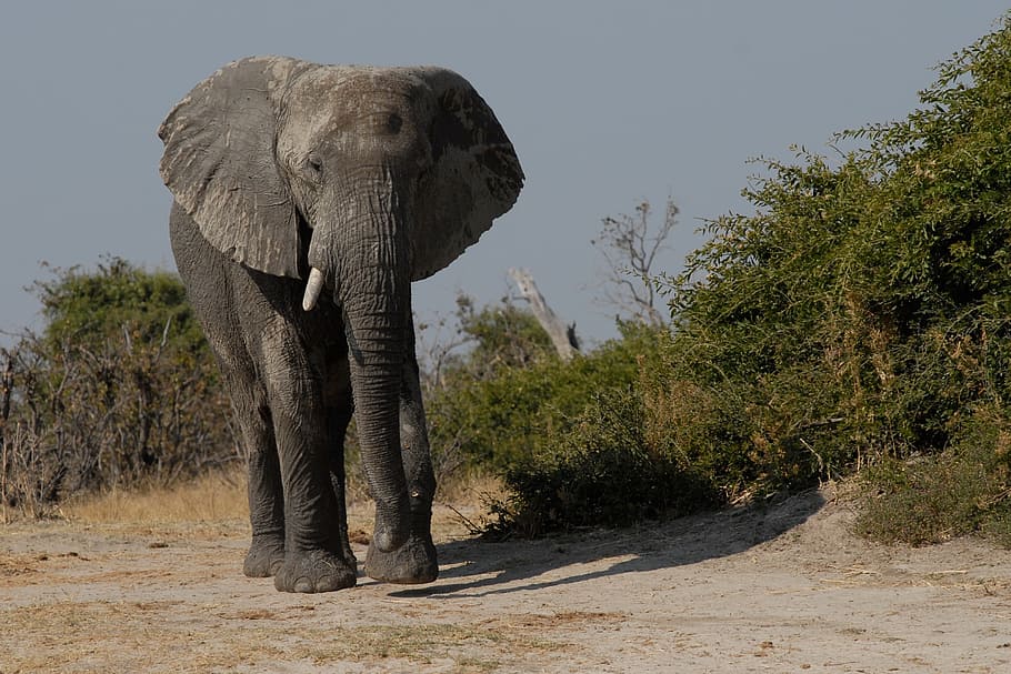 elephant, leaves, daytime, elephant boy, bull, majestic, botswana, wildlife, africa, nature
