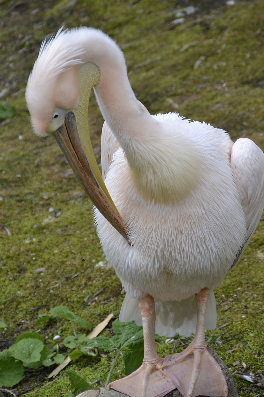 pelikan, pájaro, naturaleza, animal, proyecto de ley, ave acuática, ala, plumaje, pelecaniformes, pluma