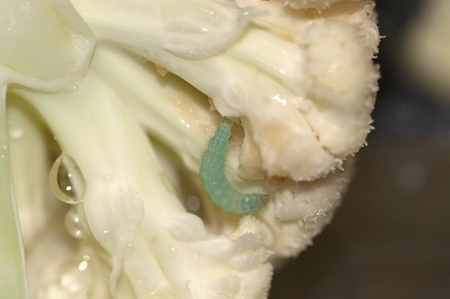 cauliflower, pest, cabbage caterpillar weissling, caterpillar, insect, animal world, eat, leafes, food and drink, food