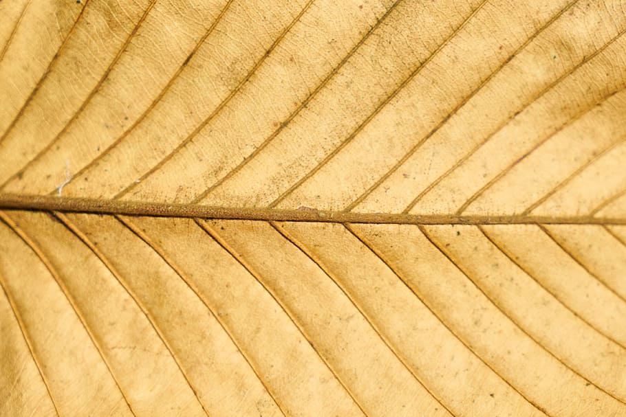 brown leaf, leaves, yellow, texture, vein, macro, son in law, pattern, detail shots, old