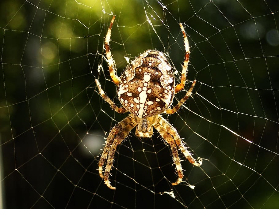 거미, 거미줄, 거미 류의 동물, 거미집, 공포증, 십자군 정원, 여자, 소름 끼치는, 곤충, 긴장한