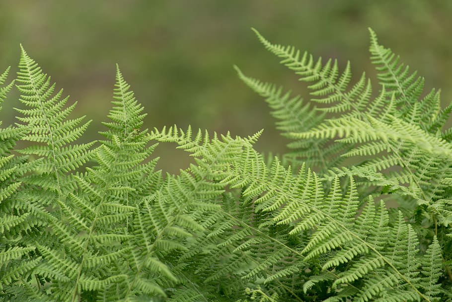 ferns, green, leaf, natural, nature, outdoors, plant, foliage, pattern, fresh