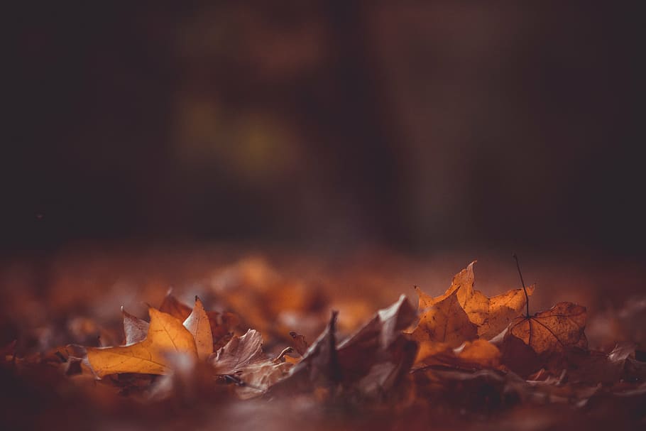fotografi selektif, fokus, kering, daun, coklat, maple, foto, tembakan, gugur, musim gugur