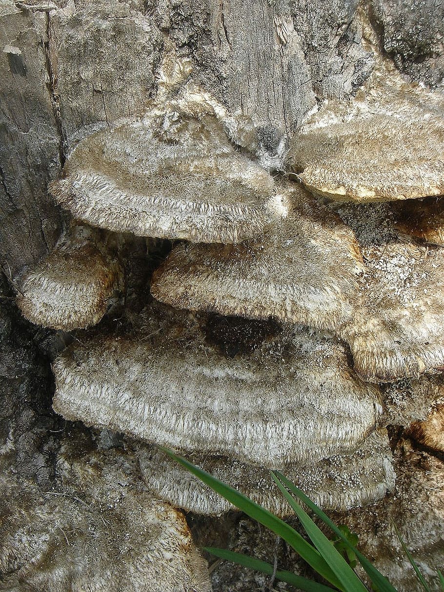 Stump, Tree, Fungus, Defeated, Polypore, tree, fungus, close-up, textured, full frame, backgrounds