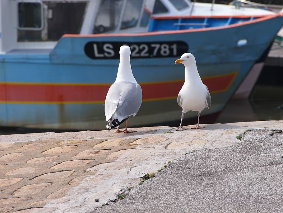 Gulls, Port, Vendée, white color, transportation, day, outdoors, bird, animal themes, animals in the wild