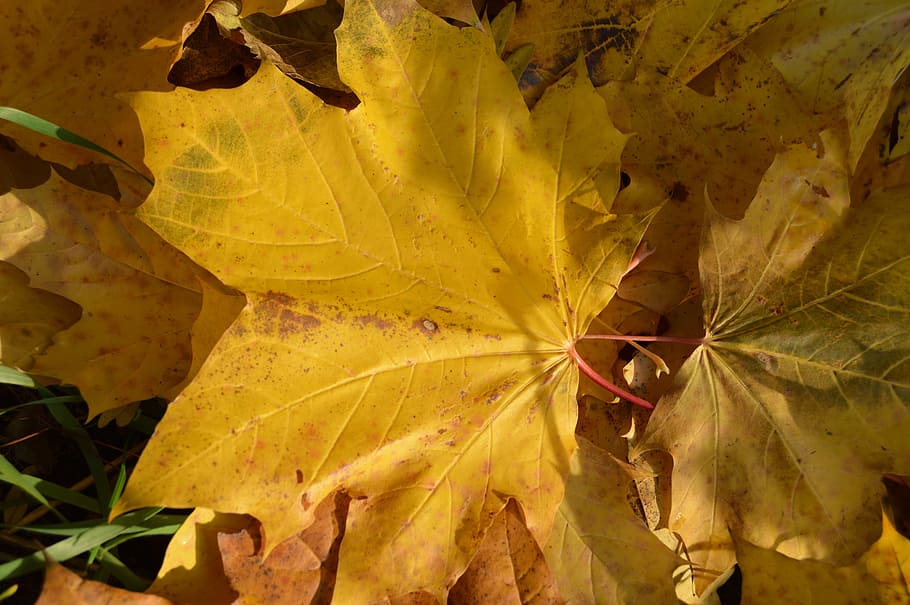 Autumn, Leaf, Clone, Yellow, Earth, autumn, leaf, yellow, earth, nature, dying, tint