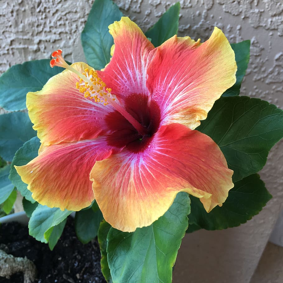 close, view, red, yellow, hibiscus flower, hibiscus, flowers, summer, floral, tropical