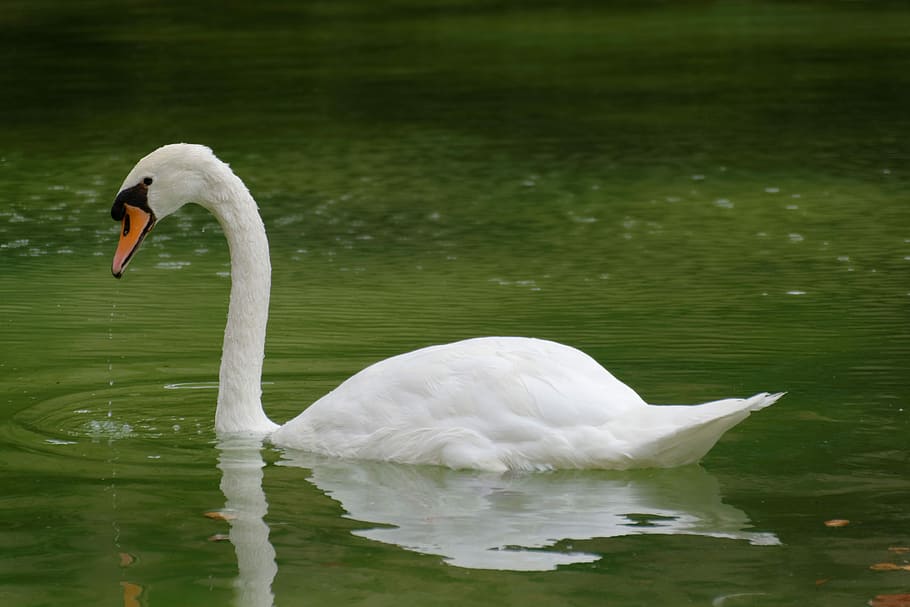 Swan, Green, Water, Water Bird, bird, water, green, wildlife photography, close, nature, birds