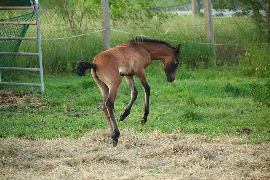 brown, donkey, jumping, green, grass field, daytime, green grass, horse, foal, suckling